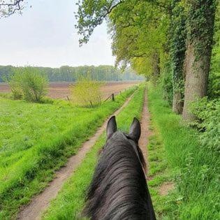 Luxe Gastenkamer Met Living En Keuken Bij Friezen Paarden Stal Pellendijk Westendorp Bagian luar foto