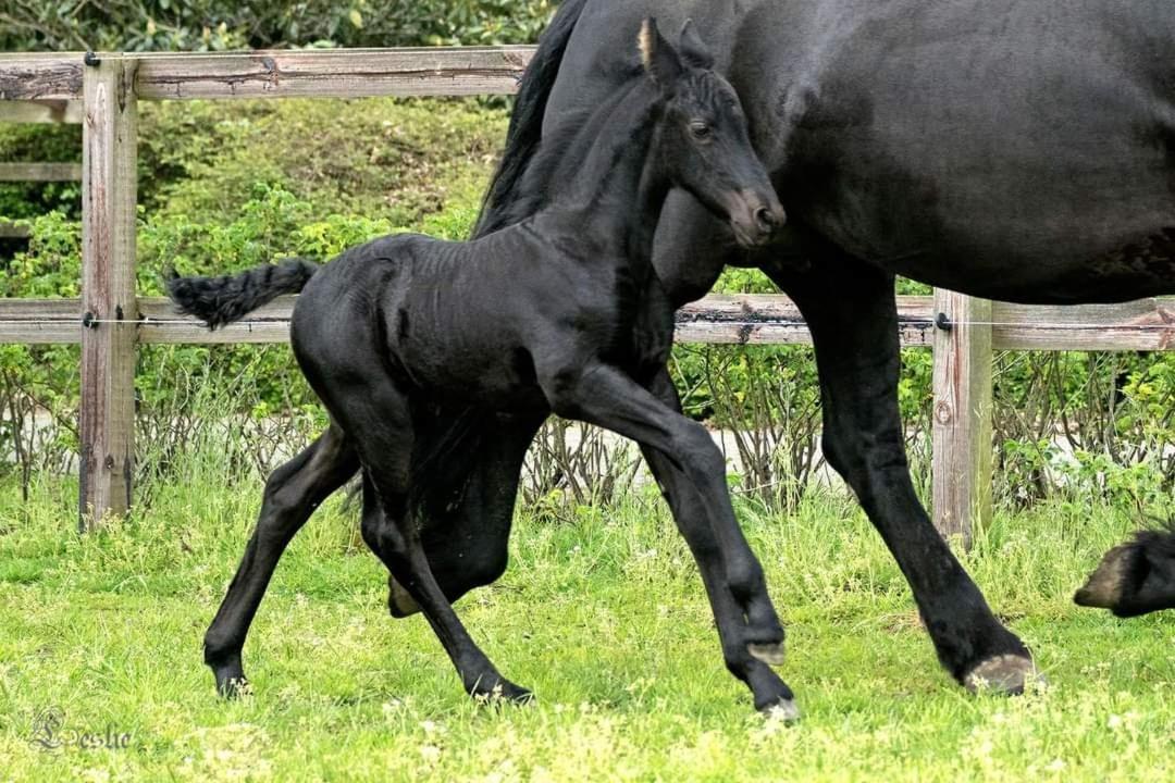 Luxe Gastenkamer Met Living En Keuken Bij Friezen Paarden Stal Pellendijk Westendorp Bagian luar foto